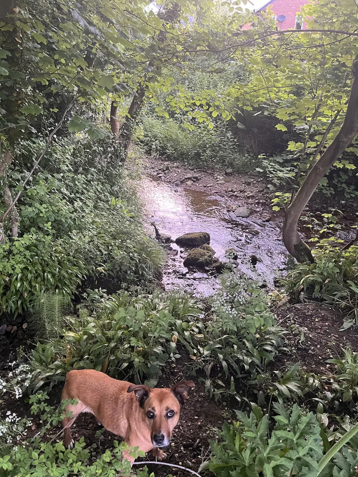 dog-stream
