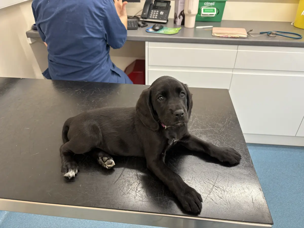 Nell-first-vet-visit
