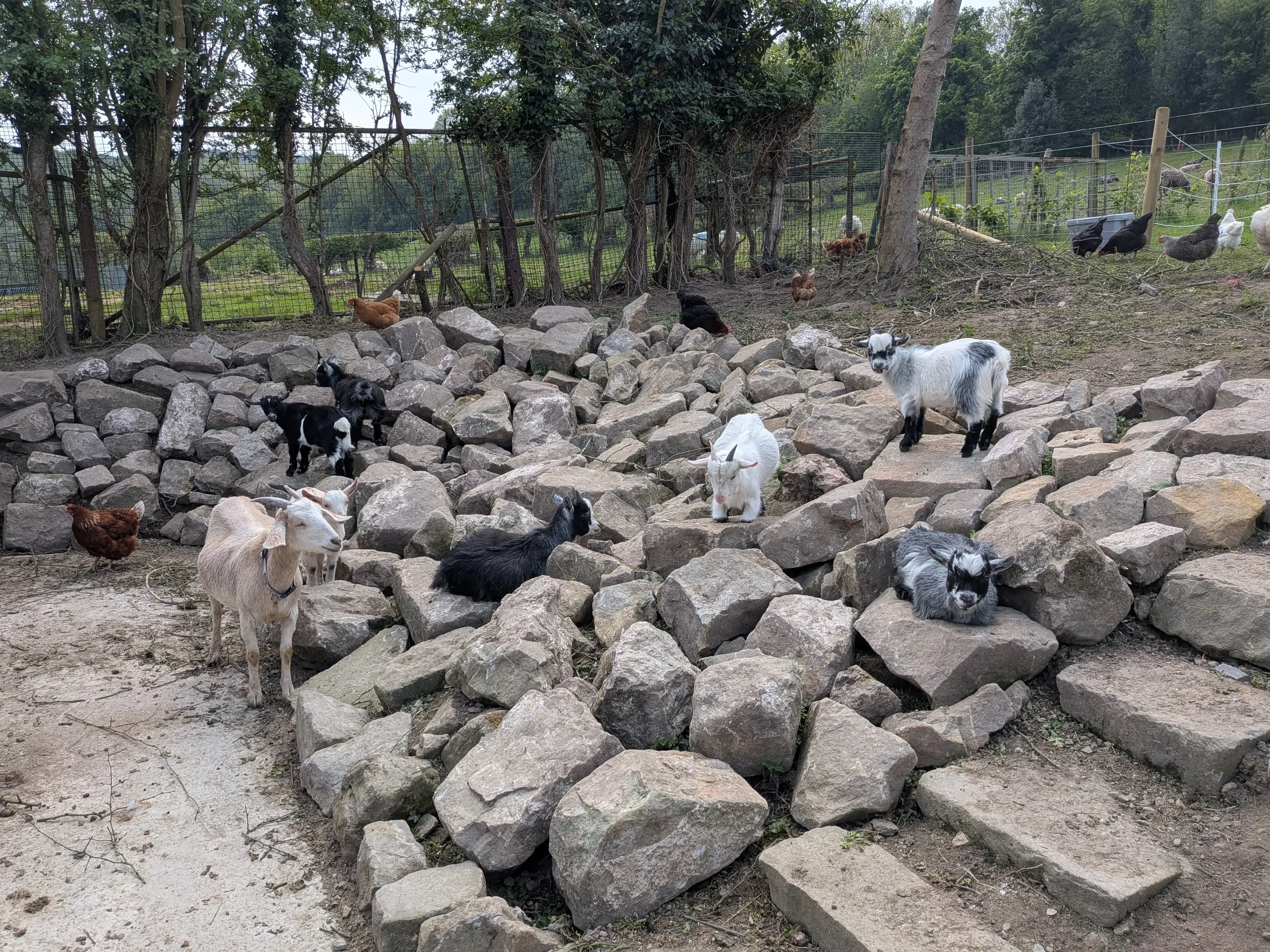 goats-and-chickens